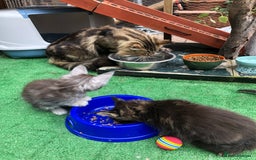 Maine Coon cats for sale: Maincoon kittens ready now  - Image 19