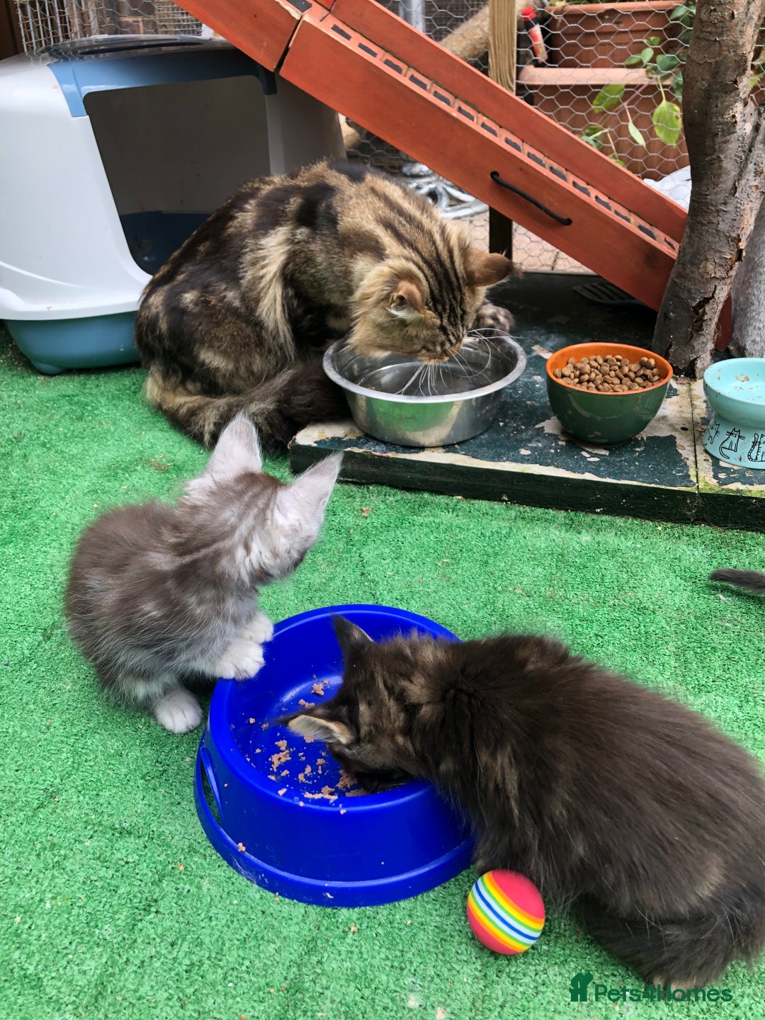 Maine Coon cats for sale: Maincoon kittens ready now  - Image 19
