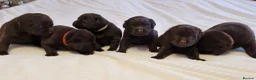 Labrador Retriever dogs for sale: KC Canadian Bloodline Chocolate labrador  - Advert 1