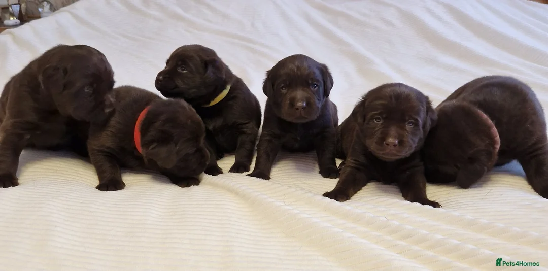 Labrador Retriever dogs for sale: KC Canadian Bloodline Chocolate labrador  - Advert 1