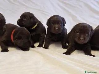 Labrador Retriever dogs KCExclusive Canadian Bloodline Chocolate labrador - Advert 7