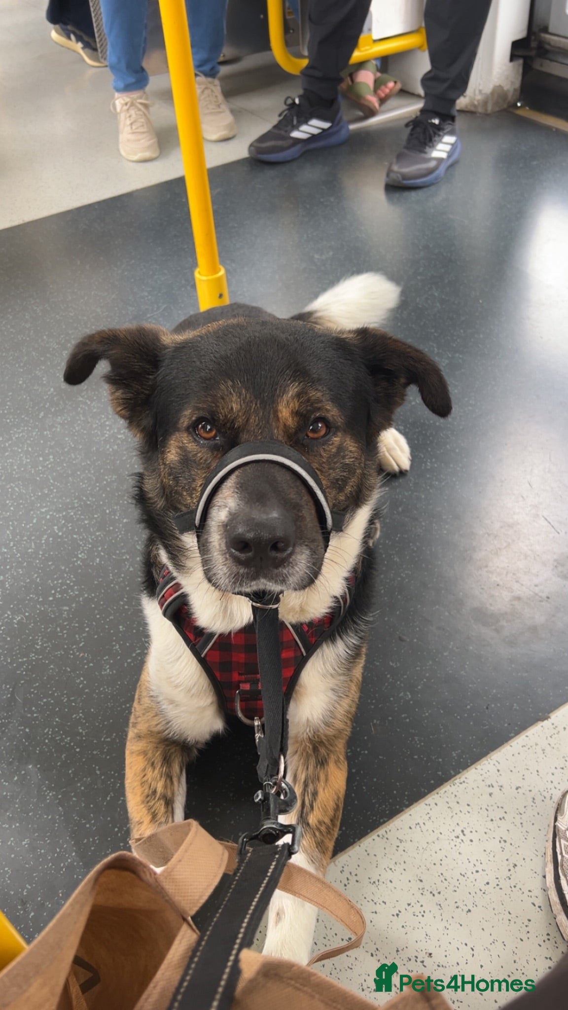Mixed Breed dogs Axel(Akita cross - Advert 1