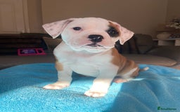 Alapaha Blue Blood Bulldog dogs for sale: Beautiful Alapaha blue bulldogs  - Image 7