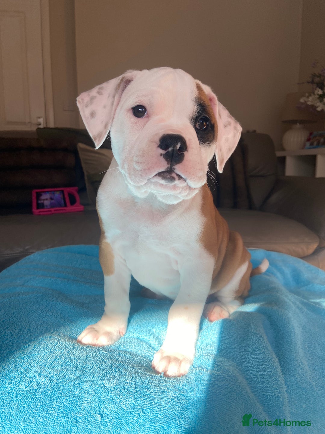 Alapaha Blue Blood Bulldog dogs for sale: Beautiful Alapaha blue bulldogs  - Image 7