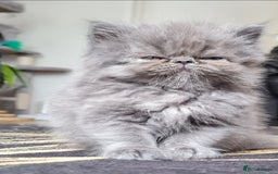 Persian cats for sale: Beautiful persian kittens  - Image 16