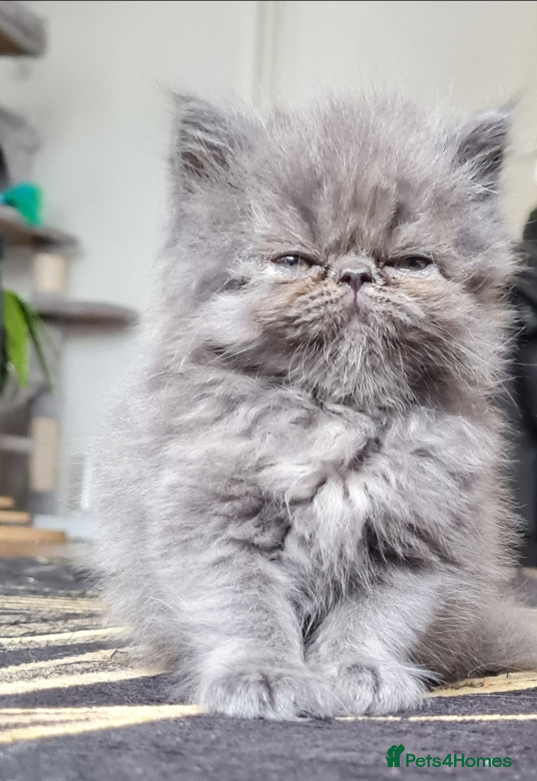Persian cats for sale: Beautiful persian kittens  - Image 16