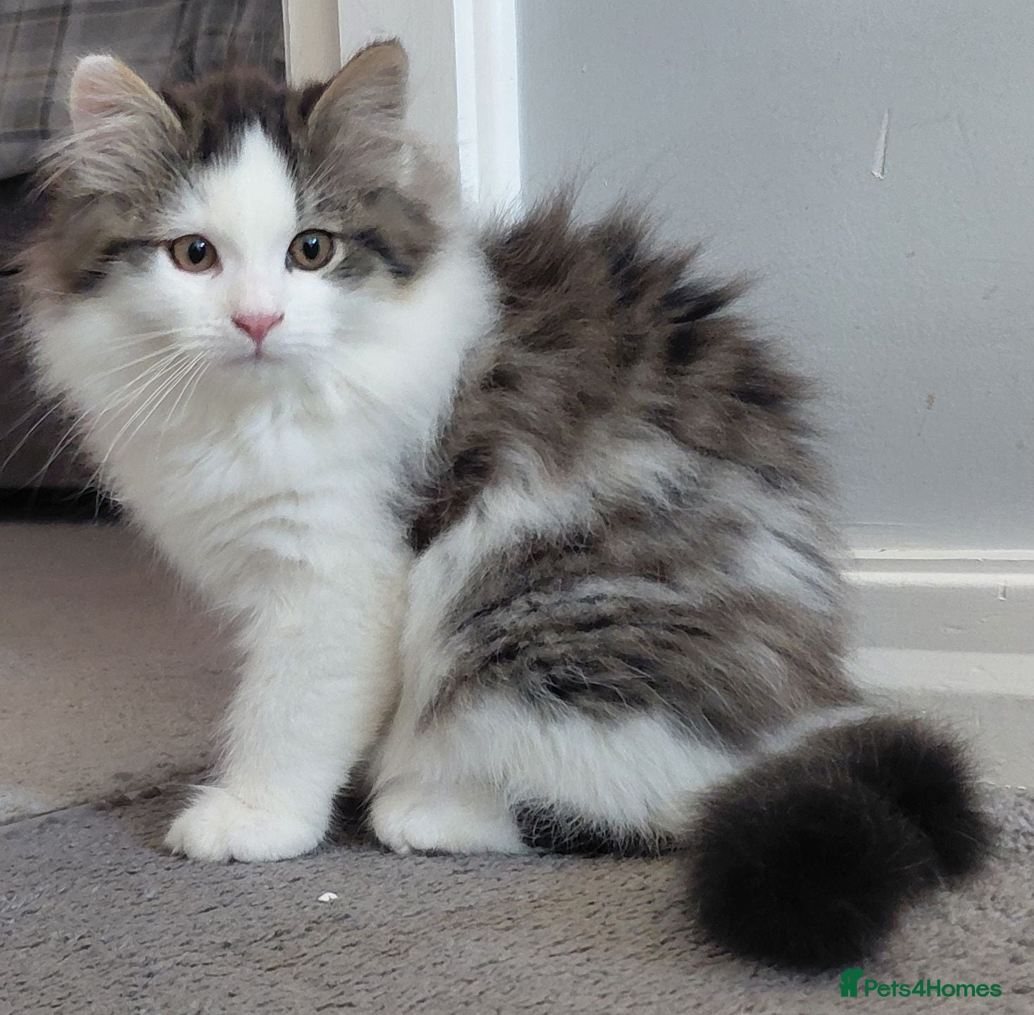 Siberian cats GCCF siberian brown tabby & white male kitten  - Advert 1
