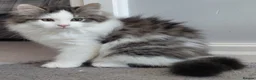 Siberian cats for sale: GCCF siberian brown tabby & white male kitten  - Advert 1