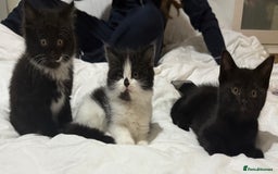 Domestic Shorthair cats for sale: ✨4 Loving Kittens Ready Now ✨ - Advert 12