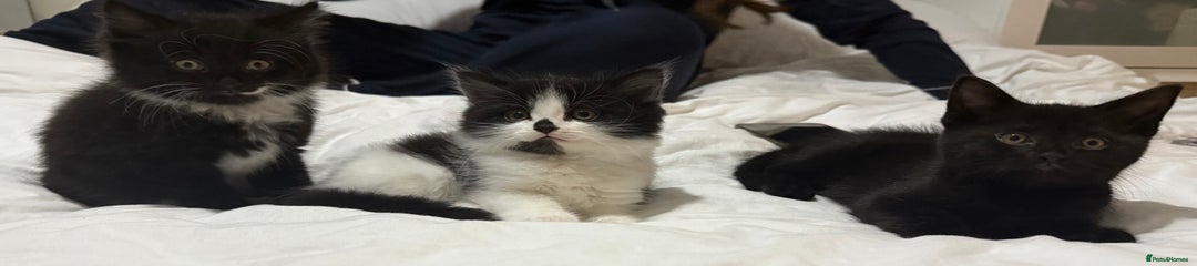 Domestic Shorthair Kitten 3