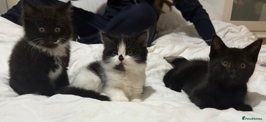 Domestic Shorthair cats for sale: ✨4 Loving Kittens Ready Now ✨ - Advert 12