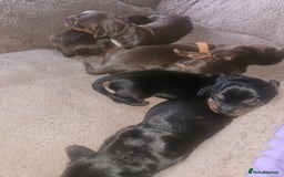 Dachshund dogs for sale: 3/4 Dachsunds  - Image 18