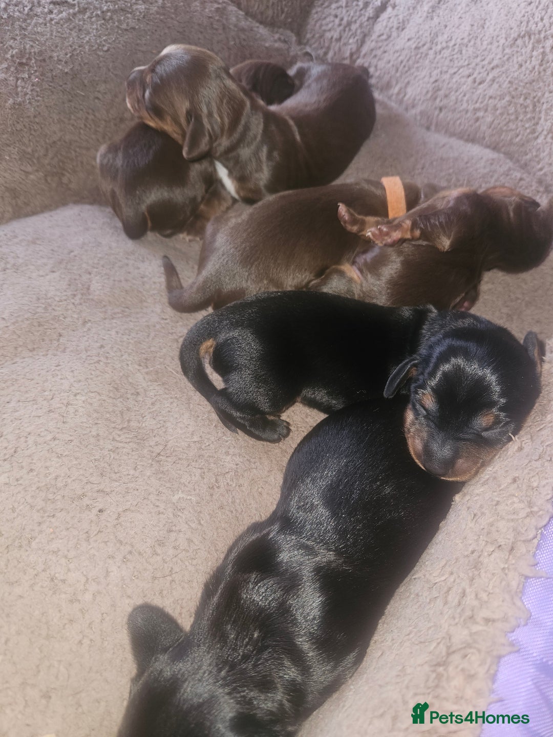 Dachshund dogs for sale: 3/4 Dachsunds  - Image 18