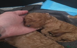 Cavapoo dogs for sale: Miniature F1B Cavapoo puppies 1 Left - Image 24