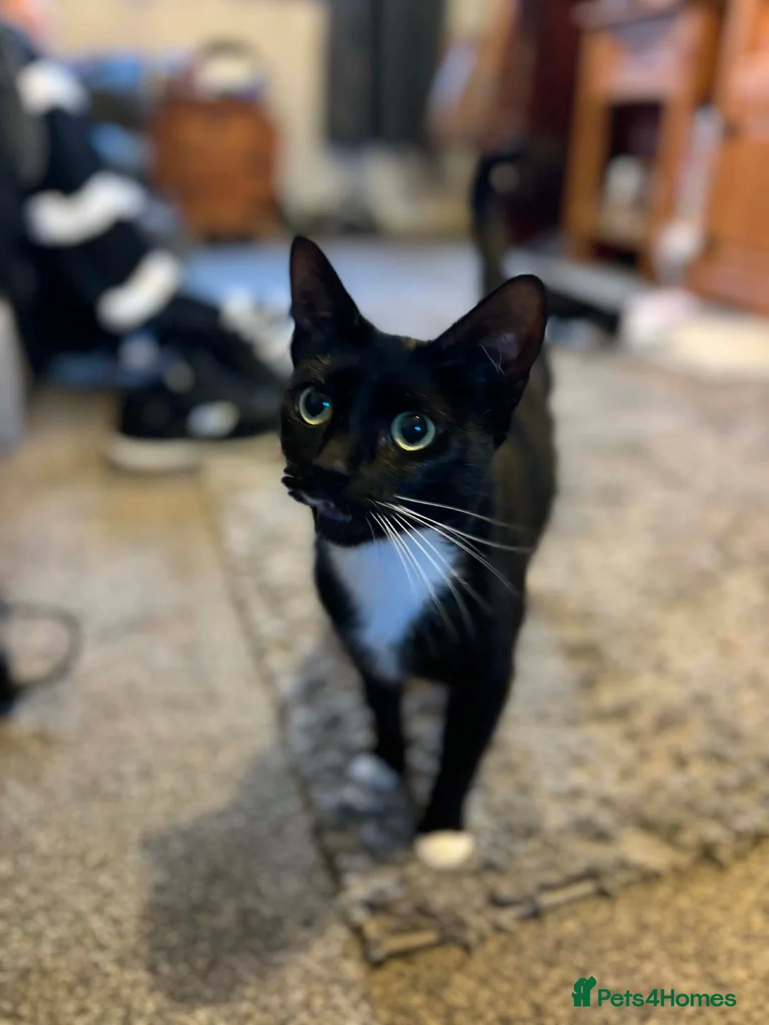 Mixed Breed cats for sale: 2 male and 1 female kittens  - Advert 1