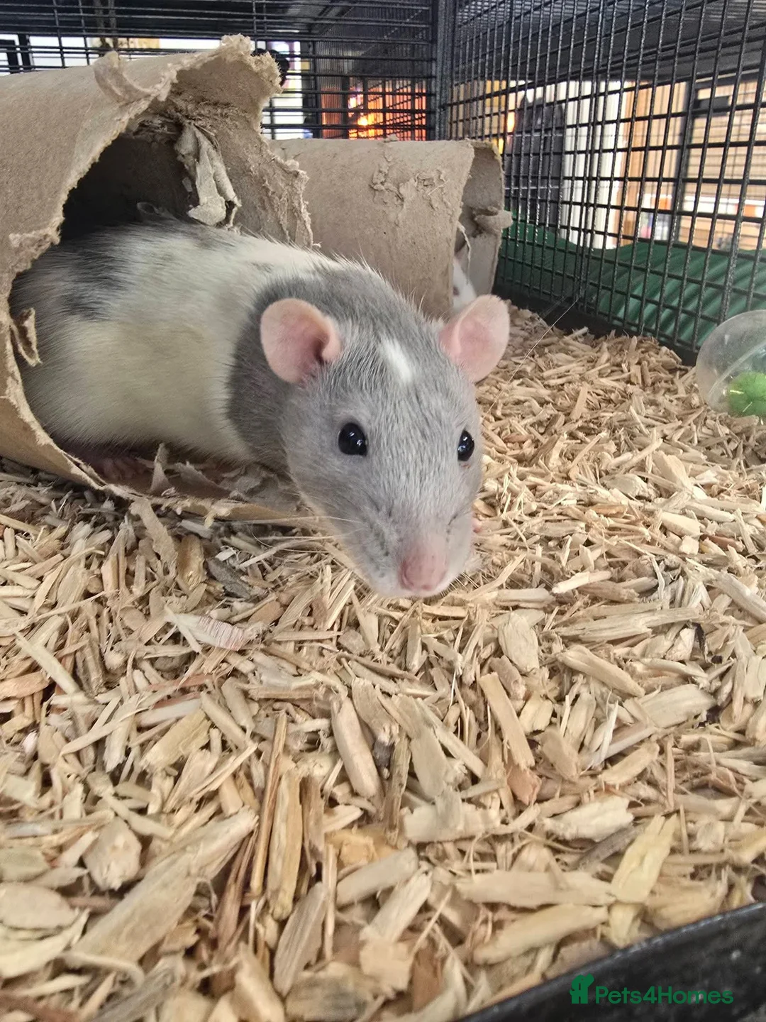 Rat rodents for sale: Baby rats males and females well handled  - Advert 4