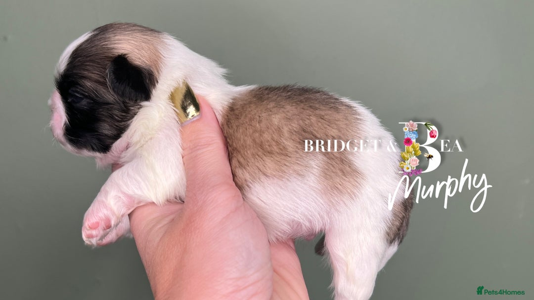 Pekingese dogs for sale: 🩷QUALITY BOYS & GIRLS🩵 - Advert 22