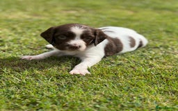 English Springer Spaniel dogs for sale: KC Registered Working Springer Spaniels  - Image 10