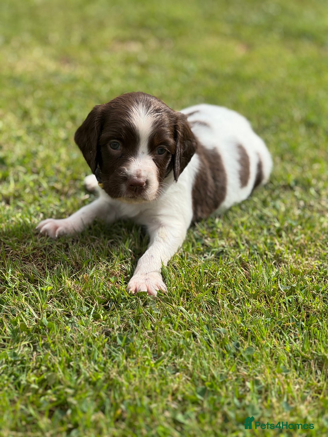 English Springer Spaniel dogs for sale: KC Registered Working Springer Spaniels  - Image 10