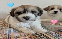 Cavachon dogs for sale: Cavachon Puppies - excellent example!  - Image 4
