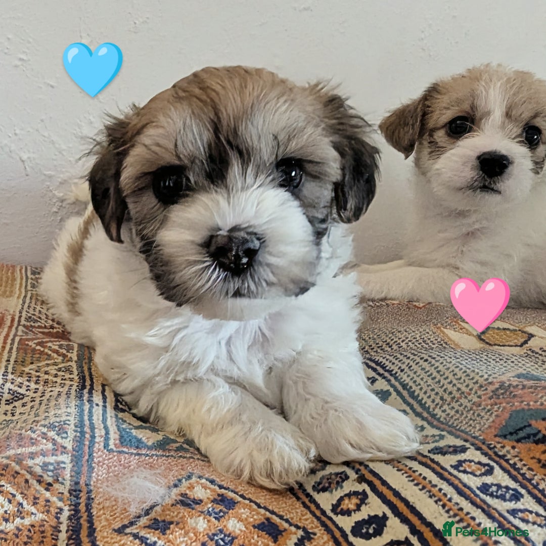 Cavachon dogs for sale: Cavachon Puppies - excellent example!  - Image 4
