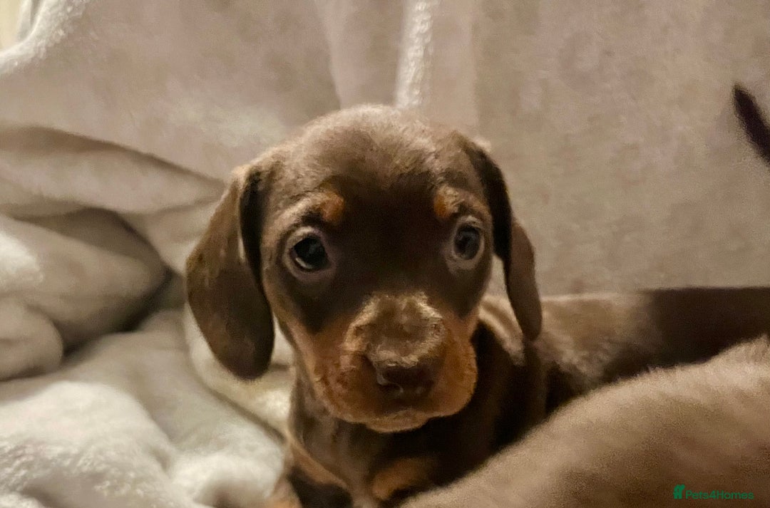 Miniature Dachshund dogs for sale: Only 3 chocolate drops left, ready now  - Advert 2