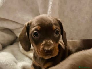 Miniature Dachshund dogs Which chocolate do you choose ?? 🍬 - Advert 4
