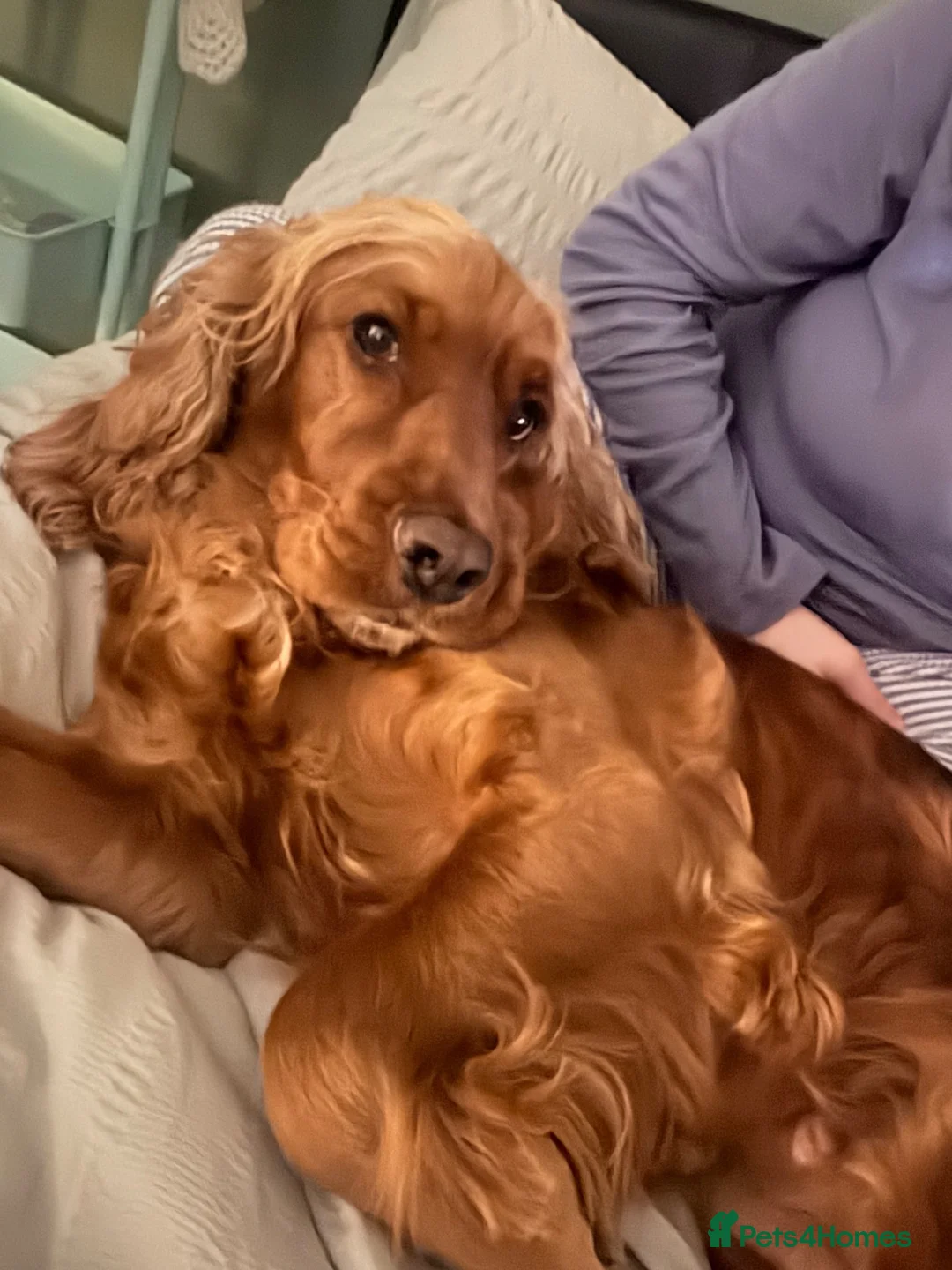 Cocker Spaniel dogs for sale: Red Sable show cocker spaniel male - Advert 2