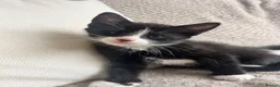 Mixed Breed cats for sale: Adorable kittens for sale - Advert 7