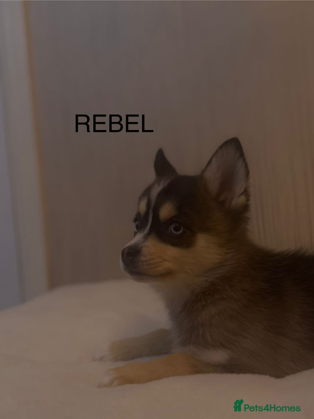 Pomsky dogs for sale: 2 Boys leftStunning Blue eyed F4 Pomsky pups - Advert 16