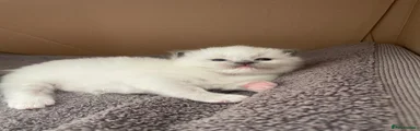 Ragdoll 3