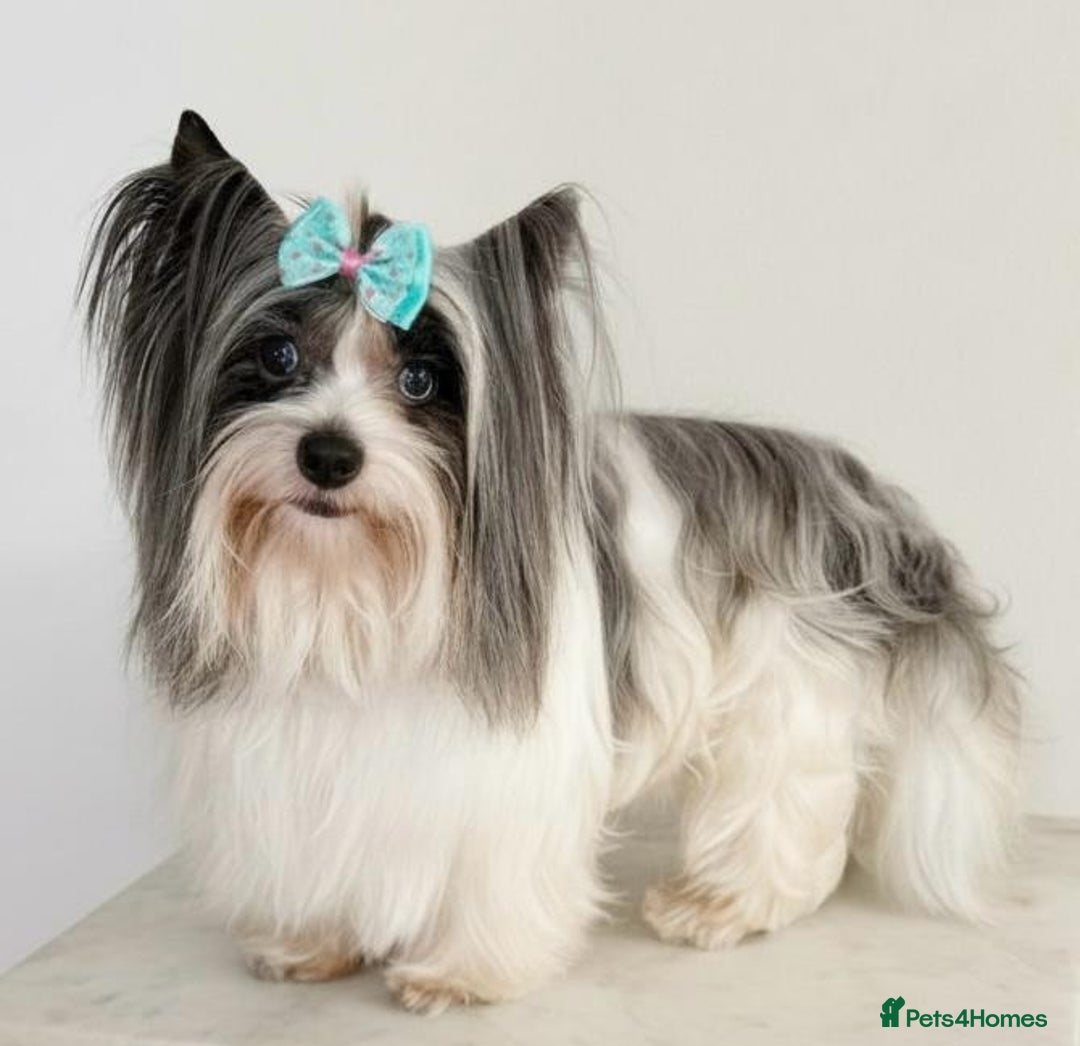 Biewer Terrier dogs for sale: Biewer Yorkie Boys | Pedigree | Licensed - Advert 12