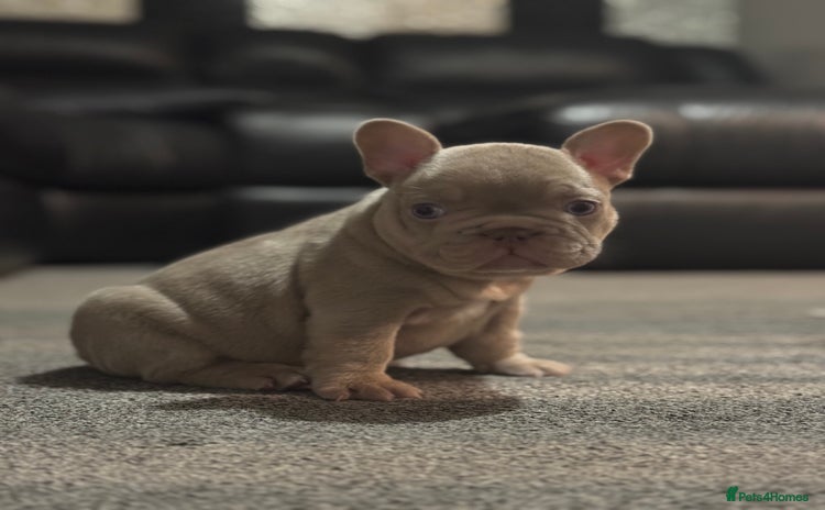 French Bulldog dogs - Advert 6