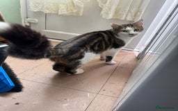 Domestic Shorthair cats for sale: Unique & Beautiful Tabby kitten - Image 11