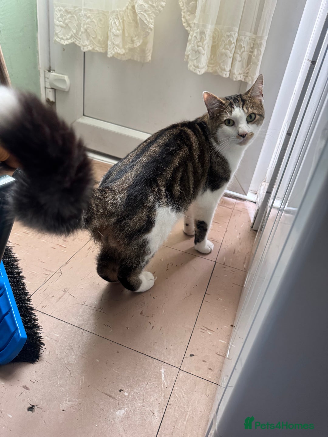 Domestic Shorthair cats for sale: Unique & Beautiful Tabby kitten - Image 11