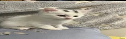 Turkish Angora cats for sale: White girl and black&white boy - Advert 5