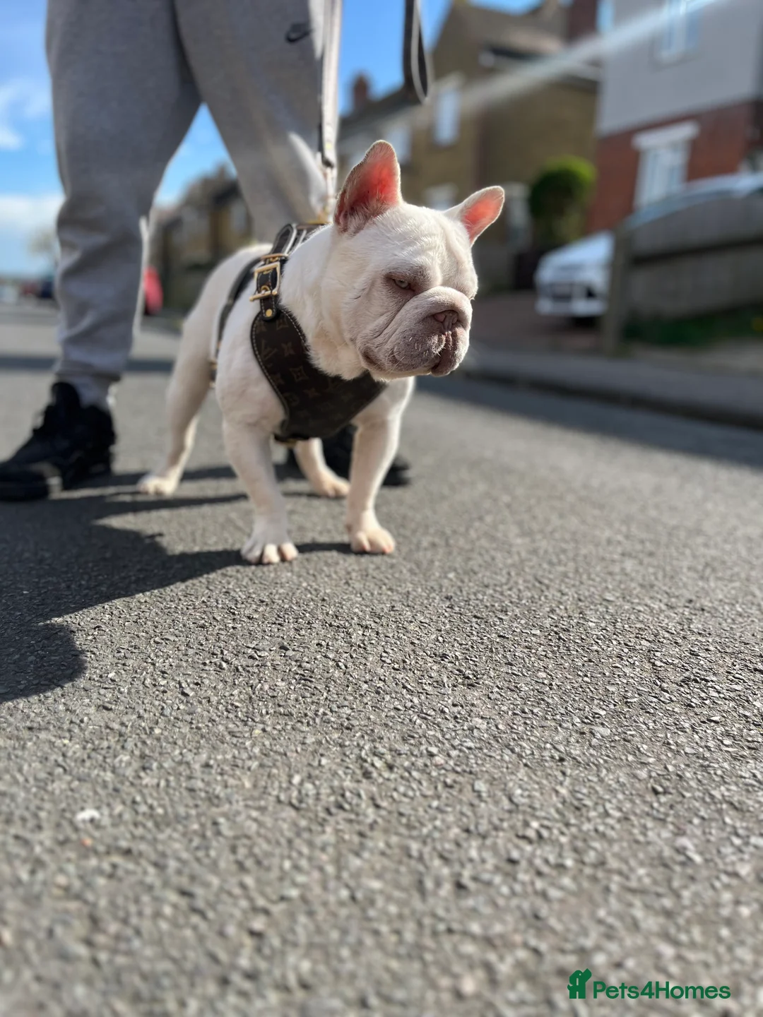French Bulldog dogs for stud: NEW SHADE CARRYING PINK AND FLUFFY For Stud  in Margate - Advert 5