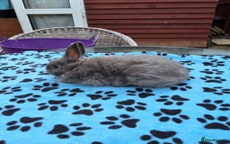 Netherland Dwarf rabbits for sale: 2 male bucks ready for forever homes - Image 11