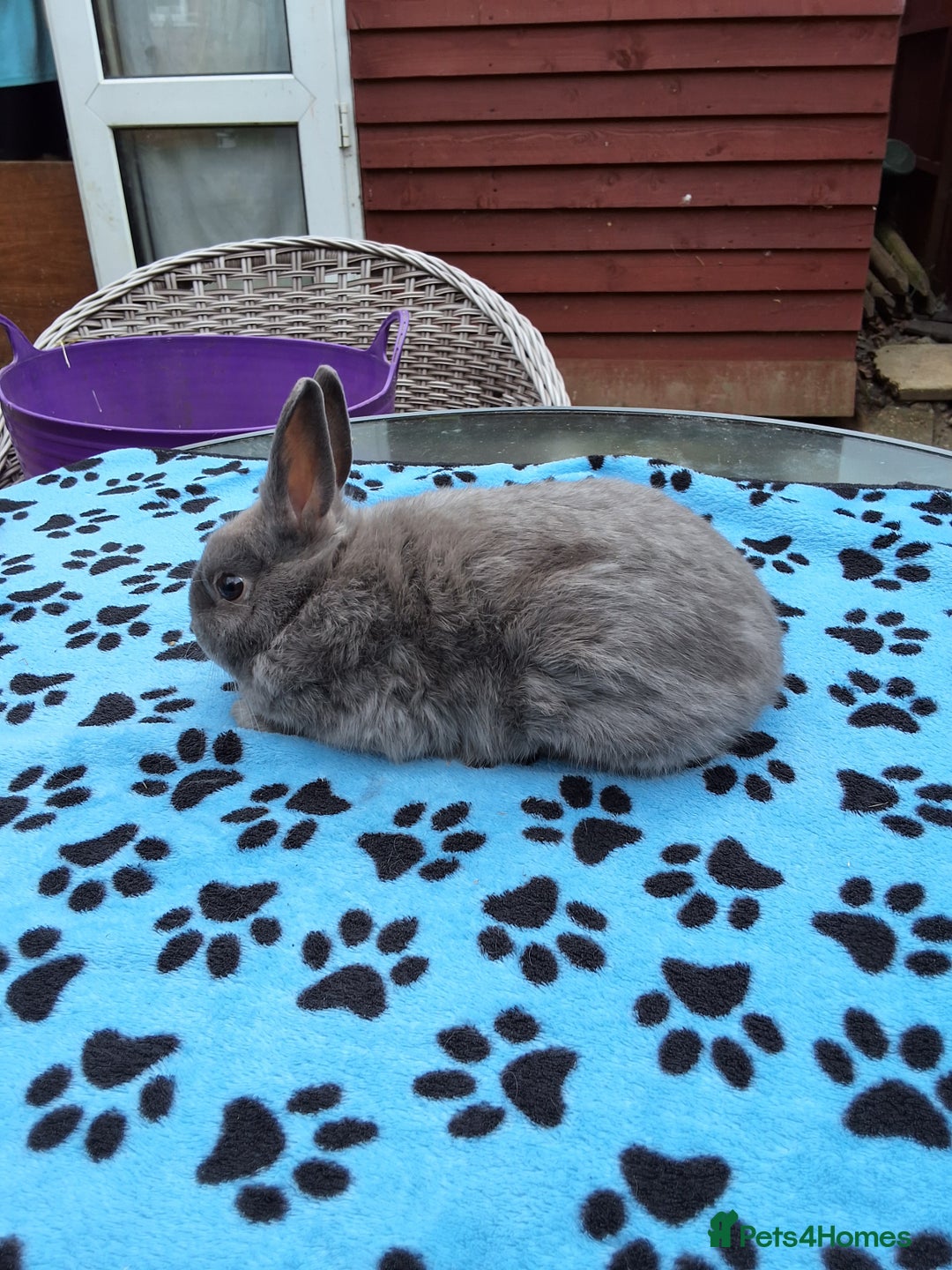 Netherland Dwarf rabbits for sale: 2 male bucks ready for forever homes - Image 11