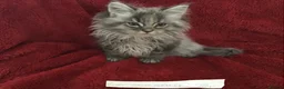 Maine Coon cats for sale: Confident & cuddly Maine coon kitts  - Advert 3