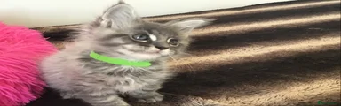 Maine Coon 4