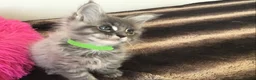 Maine Coon cats for sale: Bundles of maincoon fun  - Advert 13