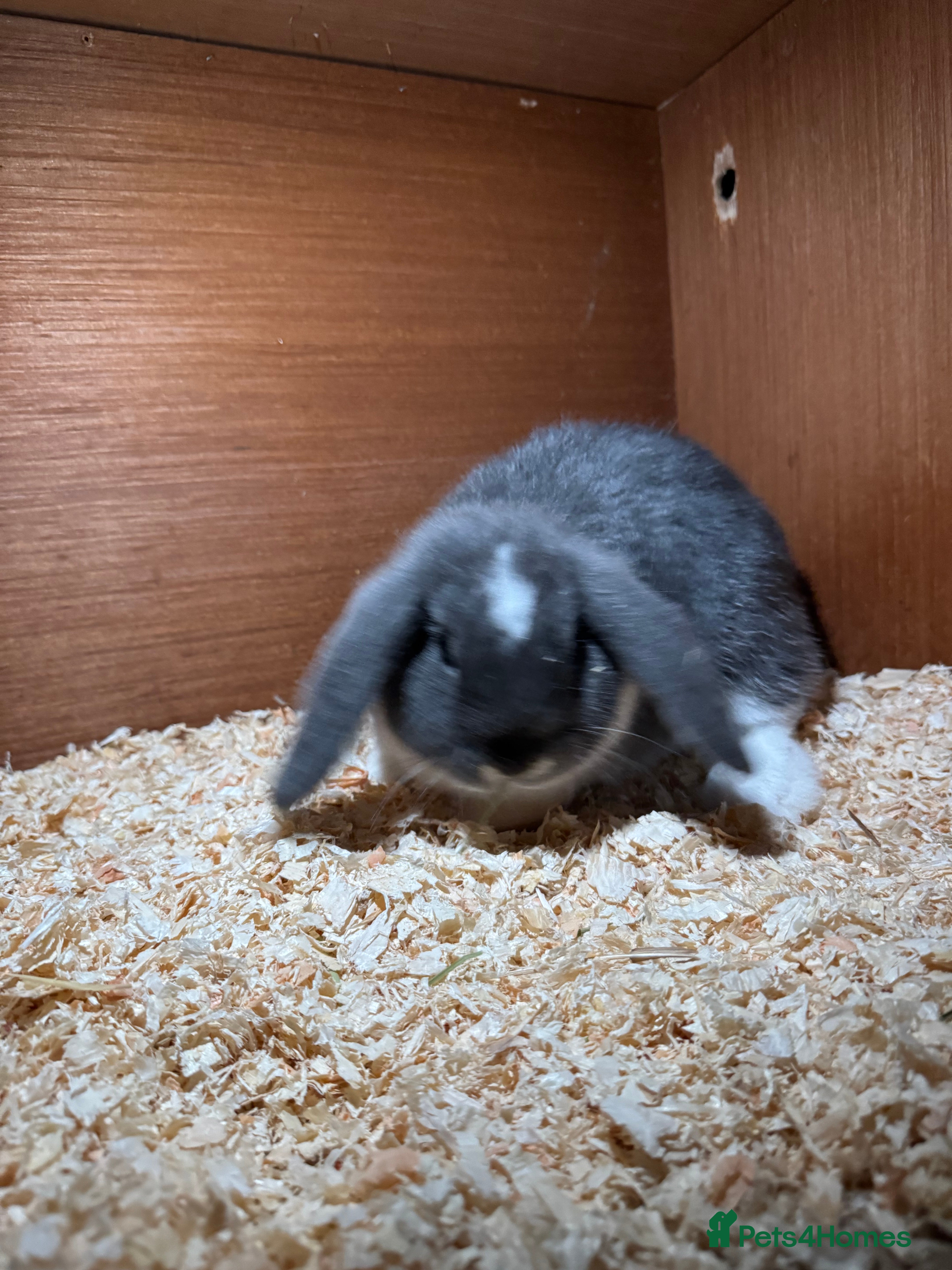 Mini Lop rabbits Miniature Lops for sale - Advert 1
