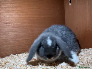 Mini Lop rabbits Miniature Lops for sale - Advert 1