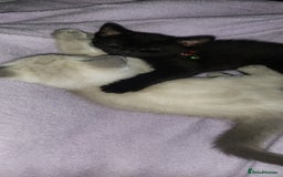 British Shorthair cats for sale: 2 male british short hair cats  - Image 2