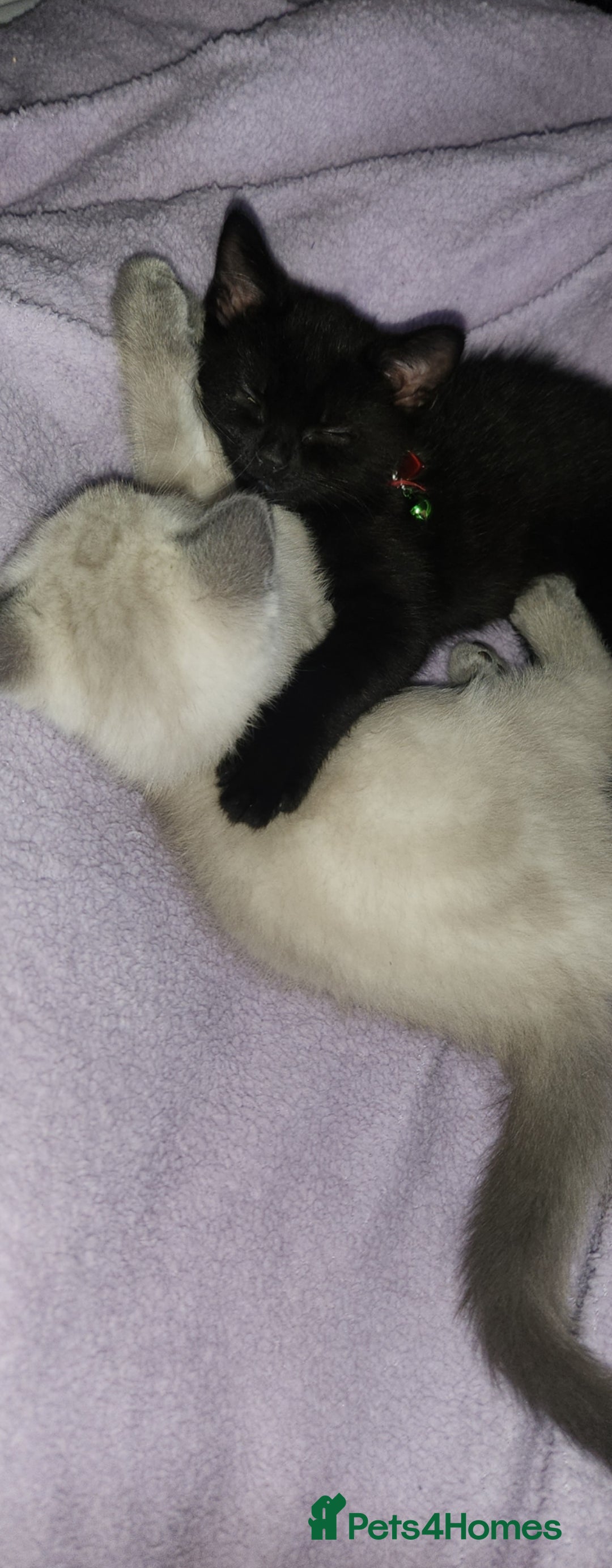 British Shorthair cats for sale: 2 male british short hair cats  - Image 2