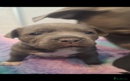 Staffordshire Bull Terrier dogs for sale: Blue Staffordshire Bull Terrier Puppies - Image 10