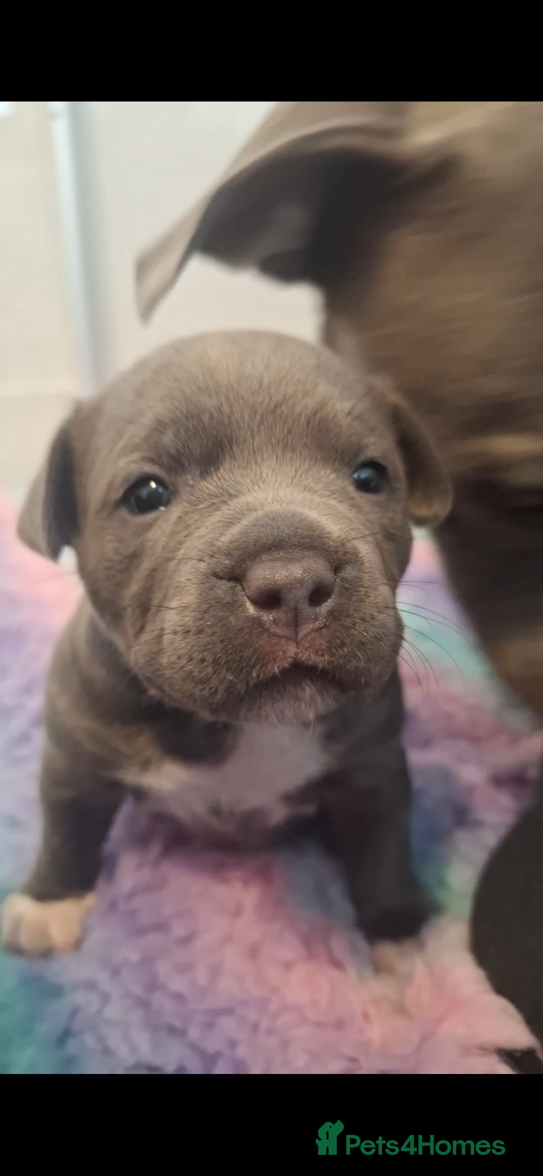 Staffordshire Bull Terrier dogs for sale: Blue Staffordshire Bull Terrier Puppies - Image 10