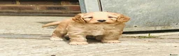 Sproodle dogs for sale: Beautiful Red & Apricot Sproodles - Advert 12