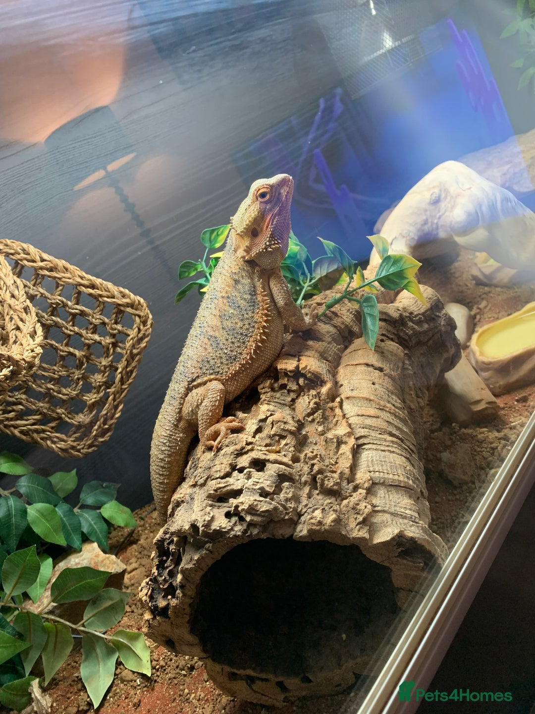 Dragon reptiles for sale: Mia the Beautiful bearded dragon  - Image 23
